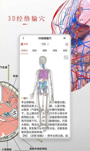 3DBody解剖