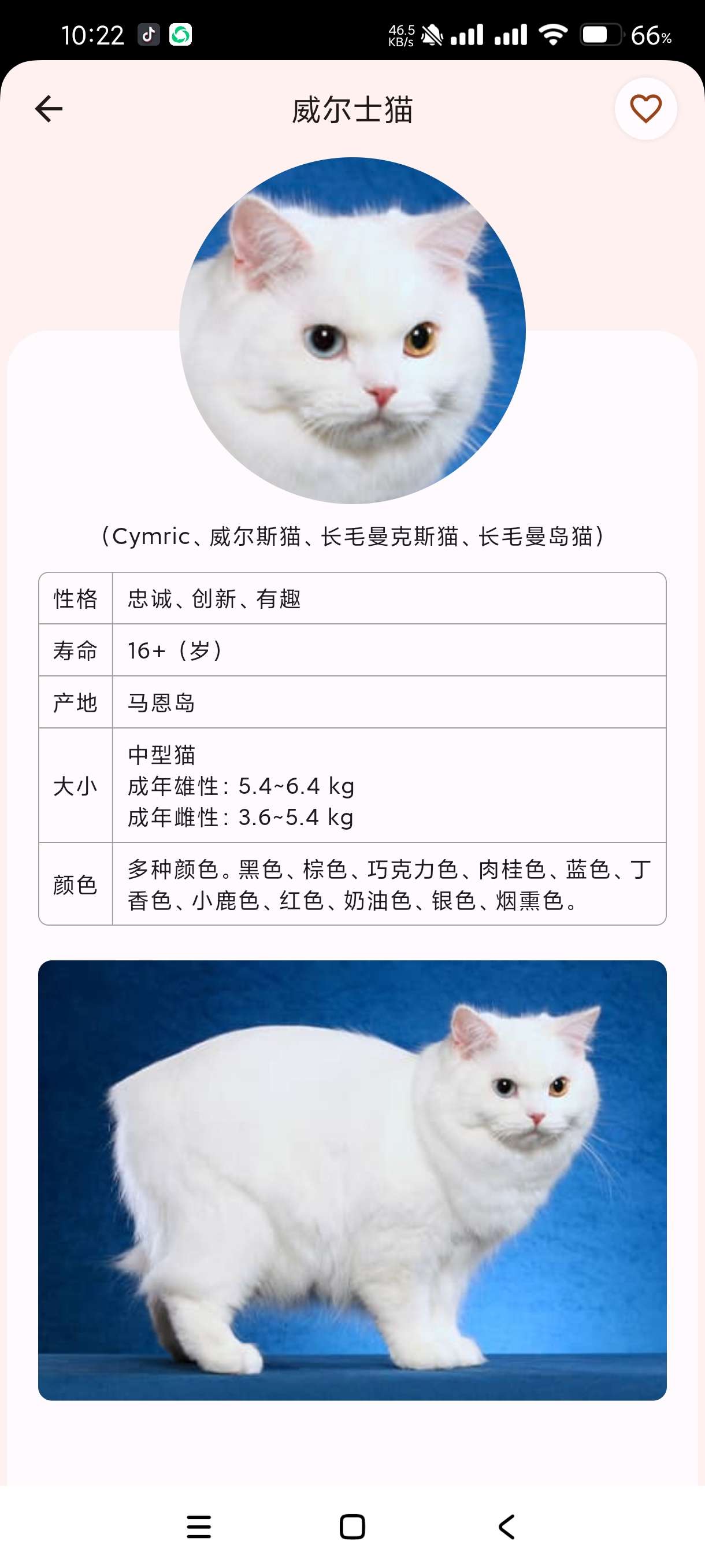 【分享】猫品种大全1.0.6🔥猫咪品种全科🔥可以查看猫咪品种